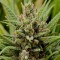 Grapefruit Haze feminised Ganja Seeds Tıbbi kenevir tohumları