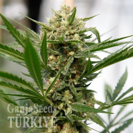 Grapefruit Haze feminised Ganja Seeds