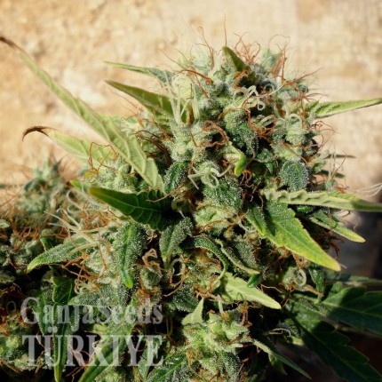 Grapefruit Haze feminised Ganja Seeds