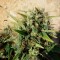 Grapefruit Haze feminised Ganja Seeds Elit kenevir çeşidi tohumları