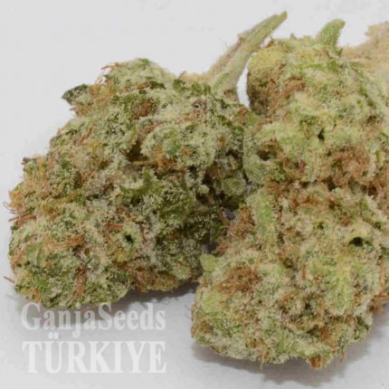 Grapefruit Haze feminised Ganja Seeds