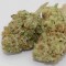 Grapefruit Haze feminised Ganja Seeds Kenevir tohumları internet mağazası