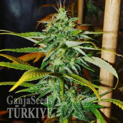 Grapefruit Haze feminised Ganja Seeds