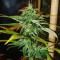 Türkiye’de Grapefruit Haze feminised Ganja Seeds kenevir tohumu