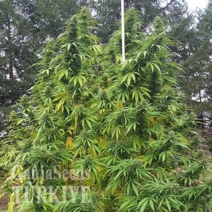 Grapefruit Haze feminised Ganja Seeds