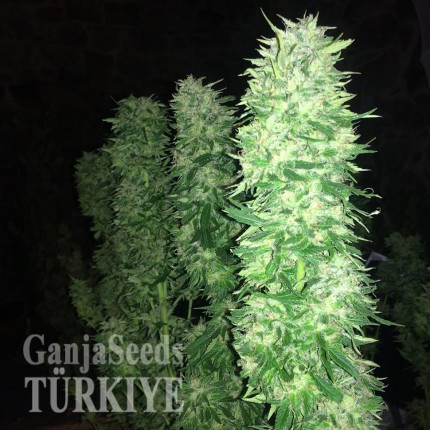 Grapefruit Haze feminised Ganja Seeds