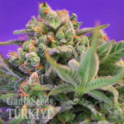 Auto Sweet Cheese feminised Ganja Seeds