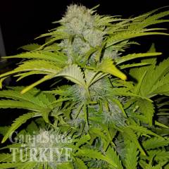 Auto Bubble Gum feminised Ganja Seeds