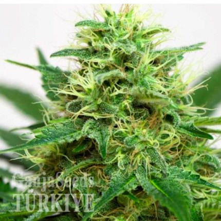 Somango feminised Ganja Seeds