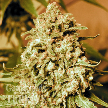 Somango feminised Ganja Seeds