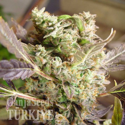 Somango feminised Ganja Seeds