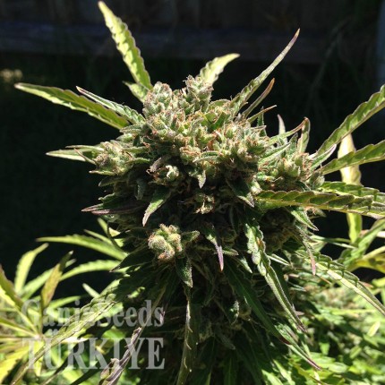 Somango feminised Ganja Seeds