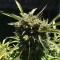 Isparta’da Somango feminised Ganja Seeds kenevir tohumu