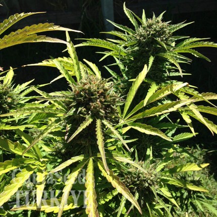 Somango feminised Ganja Seeds