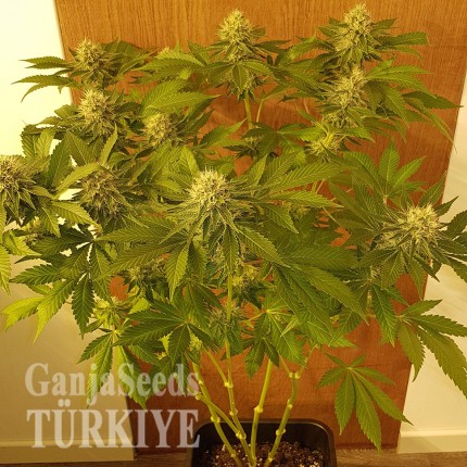 Somango feminised Ganja Seeds