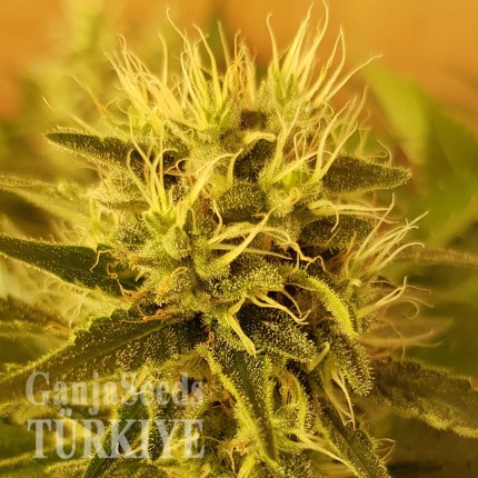 Somango feminised Ganja Seeds