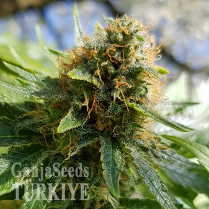 Somango feminised Ganja Seeds