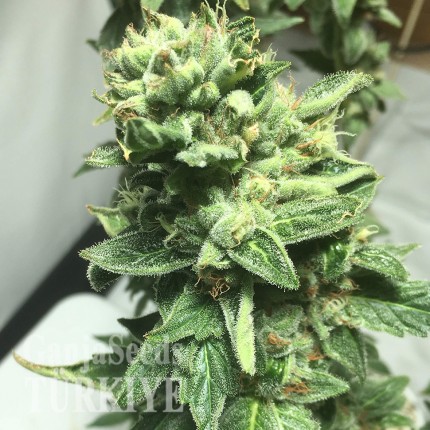 Somango feminised Ganja Seeds