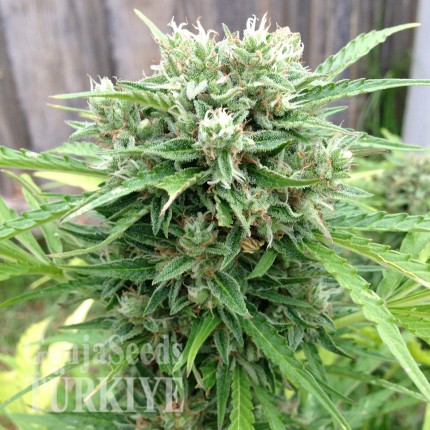 Somango feminised Ganja Seeds