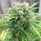 Yalova’da Somango feminised Ganja Seeds kenevir tohumu