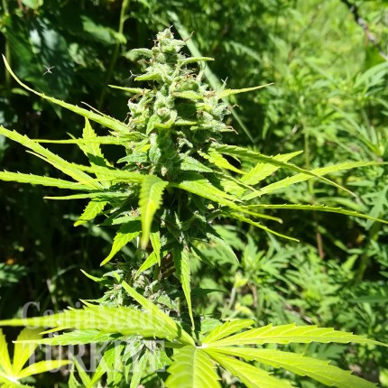 Somango feminised Ganja Seeds