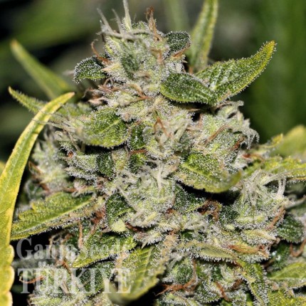 Somango feminised Ganja Seeds