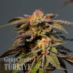 LA Confidential feminised Ganja Seeds