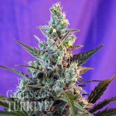 Auto Sweet Skunk feminised Ganja Seeds