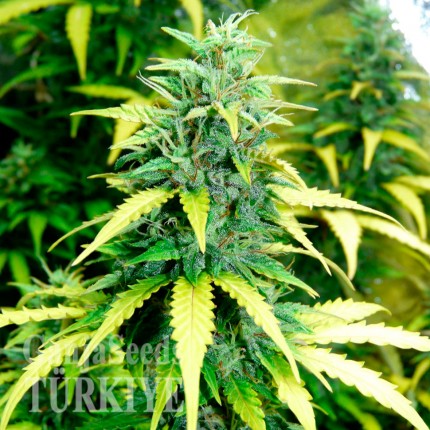 Auto Super Skunk feminised Ganja Seeds