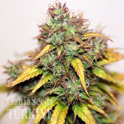 Auto Kush feminised Ganja Seeds