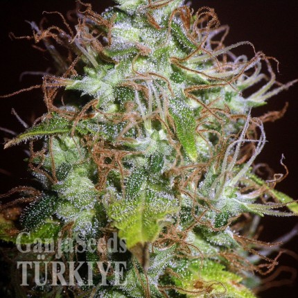 Auto Kush feminised Ganja Seeds