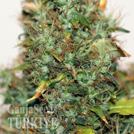Auto Kush feminised Ganja Seeds