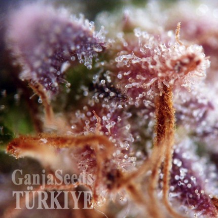 Auto Kush feminised Ganja Seeds