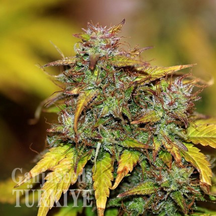 Auto Kush feminised Ganja Seeds