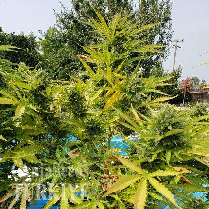 Auto Kush feminised Ganja Seeds