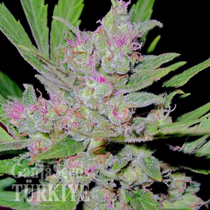 Mass feminised Ganja Seeds