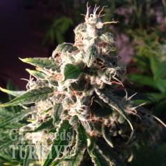 Auto Think Different feminised Ganja Seeds