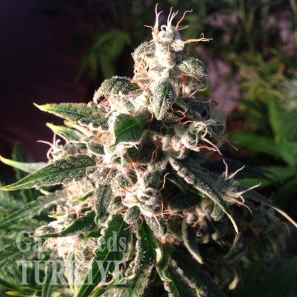 Auto Think Different feminised Ganja Seeds