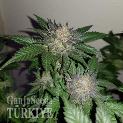 Auto Critical + feminised Ganja Seeds