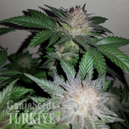 Auto Critical + feminised Ganja Seeds