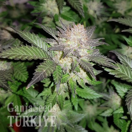 Auto Critical + feminised Ganja Seeds