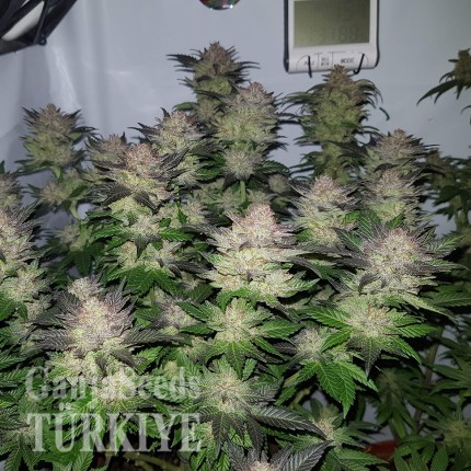 Auto Critical + feminised Ganja Seeds