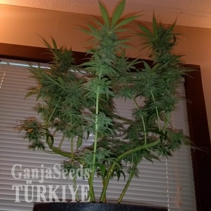 Auto Critical + feminised Ganja Seeds