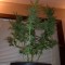 Auto Critical + feminised Ganja Seeds Ucuz kenevir tohumu fiyatları