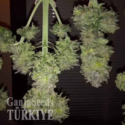 Auto Critical + feminised Ganja Seeds