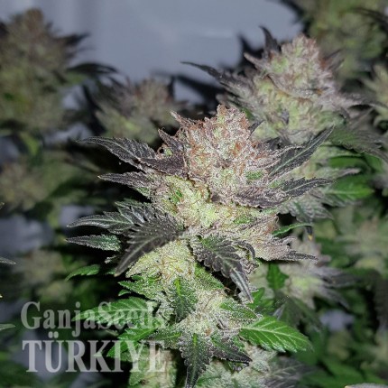 Auto Critical + feminised Ganja Seeds