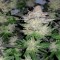 Auto Critical + feminised Ganja Seeds Güçlü kenevir tohumları