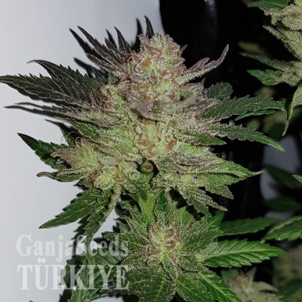 Auto Critical + feminised Ganja Seeds