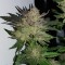 Auto Critical + feminised Ganja Seeds Acemiler için kenevir tohumları