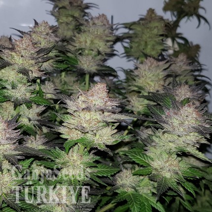 Auto Critical + feminised Ganja Seeds